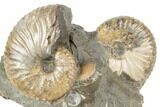 Two Fossil Ammonites (Jeletzkytes) - South Dakota #189340-1